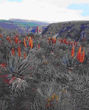 Aloe Ferox